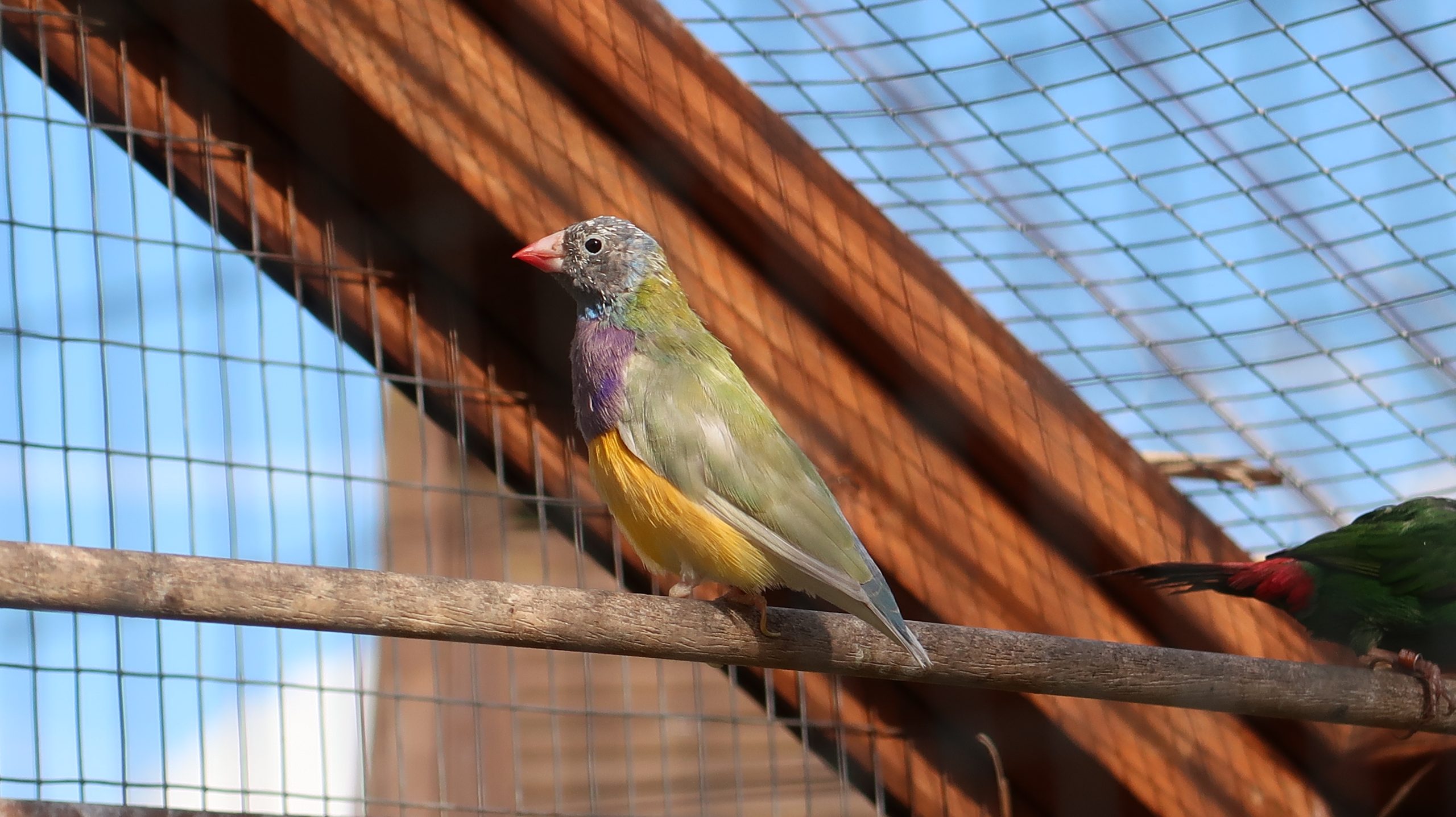 Feather plucking outlet treatment