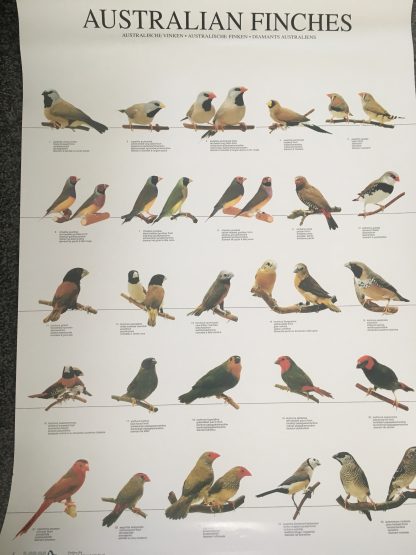 Aviary Poster Australian Finches Large Colour Mutations Bird Poster ...